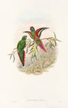 The Birds of New Guinea and the adjacent Papuan islands Pl.18