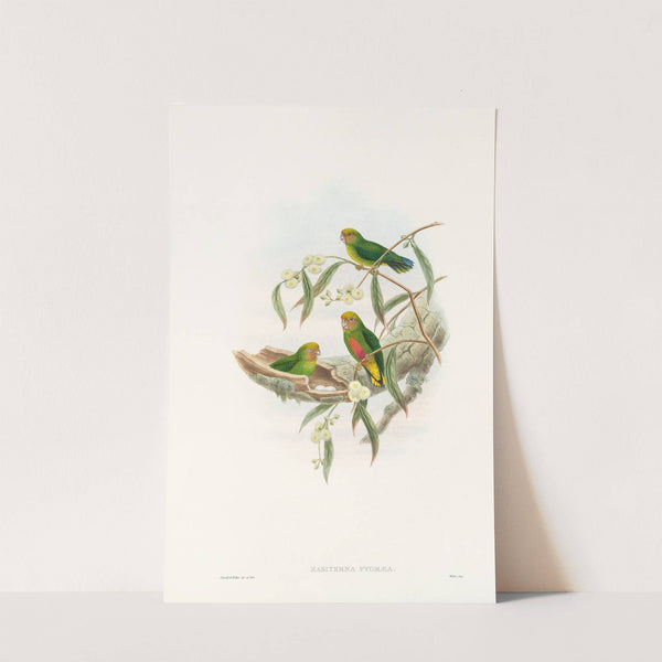 The Birds of New Guinea and the adjacent Papuan islands Pl.21 by John Gould