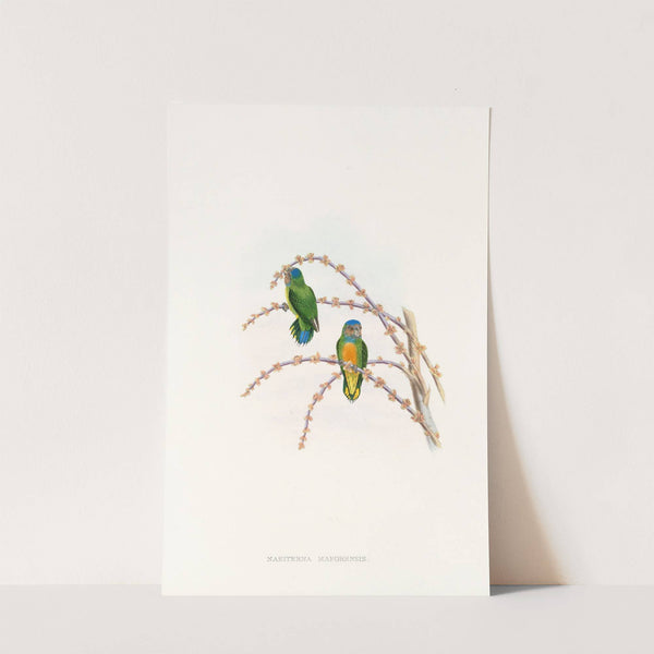 The Birds of New Guinea and the adjacent Papuan islands Pl.22 by John Gould