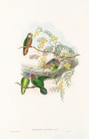 The Birds of New Guinea and the adjacent Papuan islands Pl.24