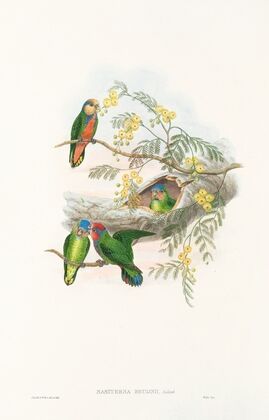 The Birds of New Guinea and the adjacent Papuan islands Pl.24