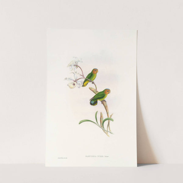 The Birds of New Guinea and the adjacent Papuan islands Pl.26 by John Gould