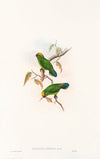 The Birds of New Guinea and the adjacent Papuan islands Pl.27
