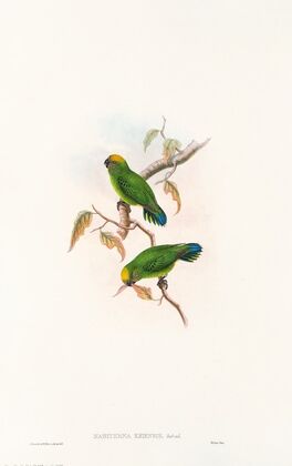 The Birds of New Guinea and the adjacent Papuan islands Pl.27