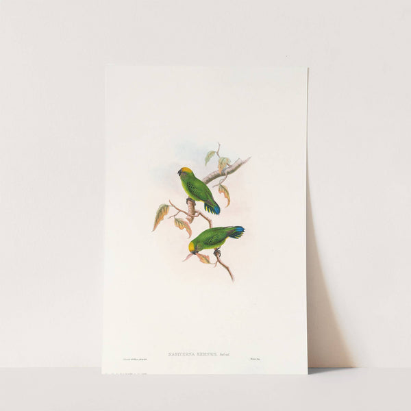 The Birds of New Guinea and the adjacent Papuan islands Pl.27 by John Gould