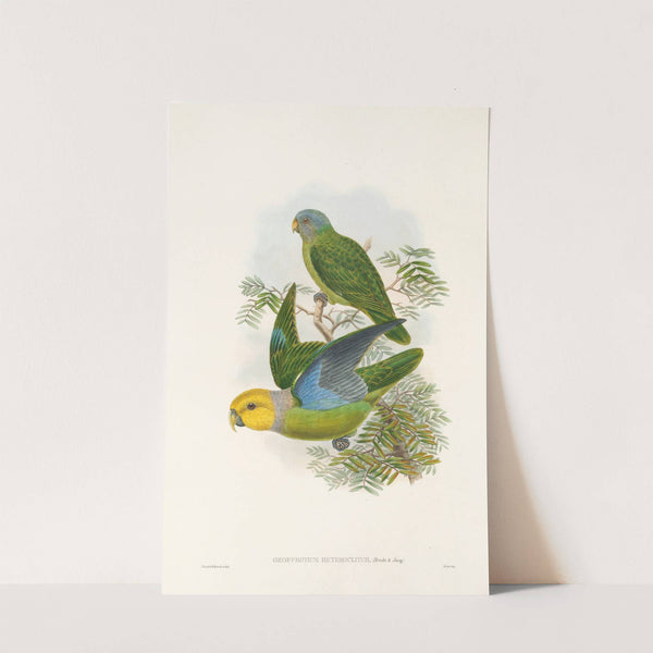 The Birds of New Guinea and the adjacent Papuan islands Pl.28 by John Gould