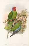 The Birds of New Guinea and the adjacent Papuan islands Pl.30