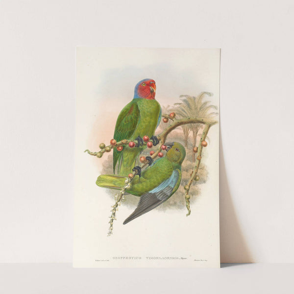 The Birds of New Guinea and the adjacent Papuan islands Pl.30 by John Gould