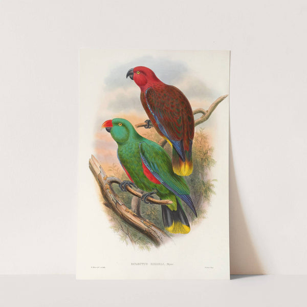 The Birds of New Guinea and the adjacent Papuan islands Pl.32 by John Gould