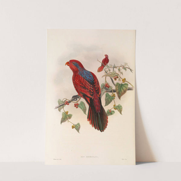 The Birds of New Guinea and the adjacent Papuan islands Pl.35 by John Gould