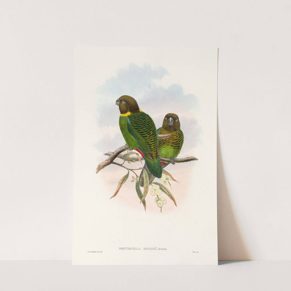 The Birds of New Guinea and the adjacent Papuan islands Pl.39 by John Gould