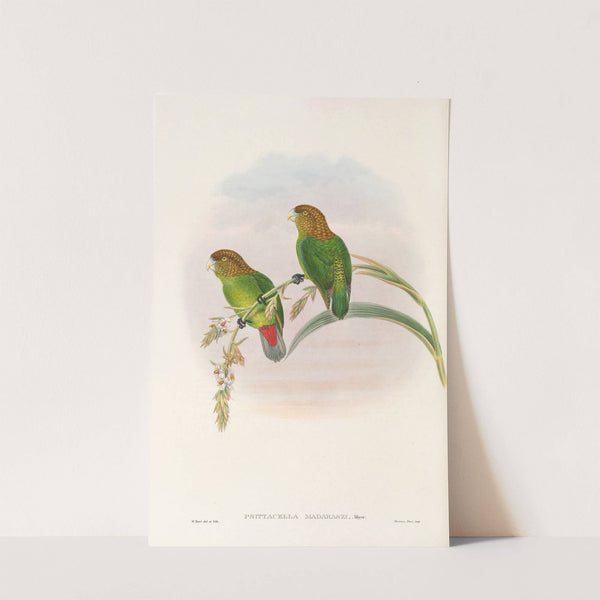 The Birds of New Guinea and the adjacent Papuan islands Pl.40 by John Gould