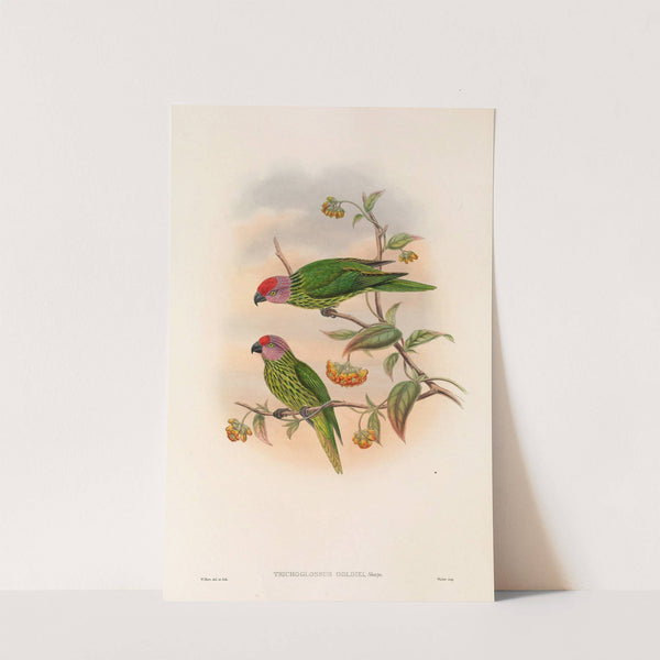 The Birds of New Guinea and the adjacent Papuan islands Pl.41 by John Gould