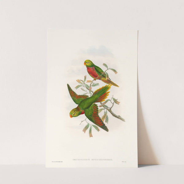 The Birds of New Guinea and the adjacent Papuan islands Pl.42 by John Gould