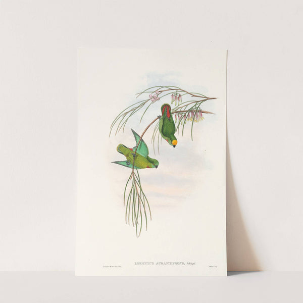 The Birds of New Guinea and the adjacent Papuan islands Pl.43 by John Gould