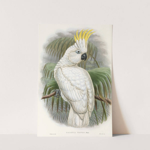 The Birds of New Guinea and the adjacent Papuan islands Pl.44 by John Gould