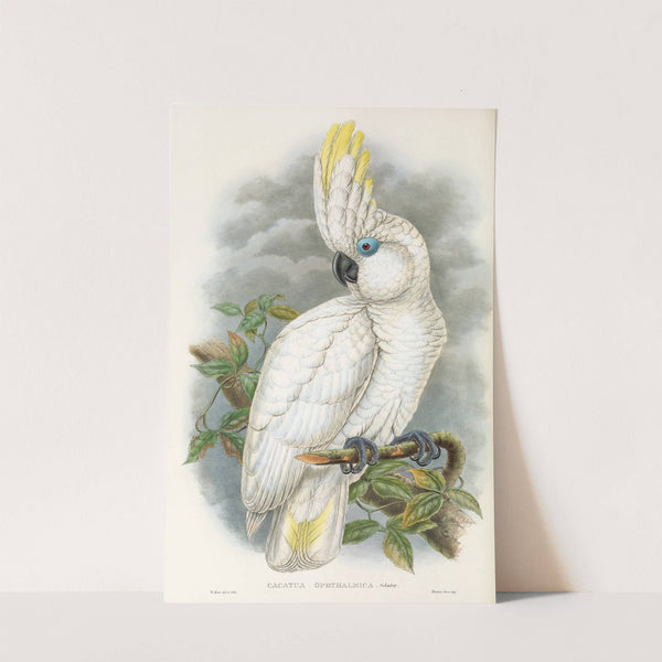 The Birds of New Guinea and the adjacent Papuan islands Pl.45 by John Gould