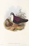 The Birds of New Guinea and the adjacent Papuan islands Pl.48