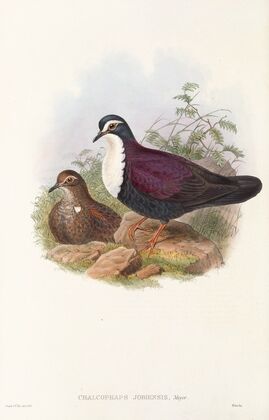 The Birds of New Guinea and the adjacent Papuan islands Pl.48