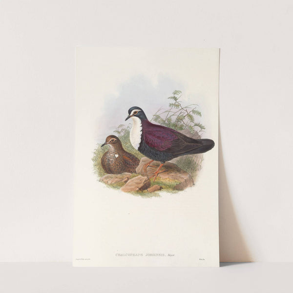 The Birds of New Guinea and the adjacent Papuan islands Pl.48 by John Gould