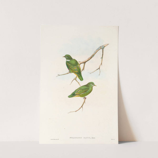 The Birds of New Guinea and the adjacent Papuan islands Pl.51 by John Gould