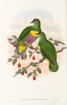 The Birds of New Guinea and the adjacent Papuan islands Pl.52