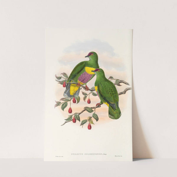 The Birds of New Guinea and the adjacent Papuan islands Pl.52 by John Gould