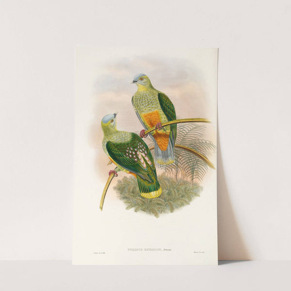 The Birds of New Guinea and the adjacent Papuan islands Pl.53 by John Gould