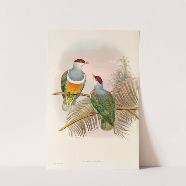 The Birds of New Guinea and the adjacent Papuan islands Pl.55 by John Gould