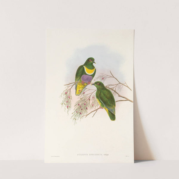 The Birds of New Guinea and the adjacent Papuan islands Pl.57 by John Gould