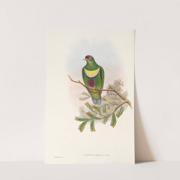 The Birds of New Guinea and the adjacent Papuan islands Pl.58 by John Gould