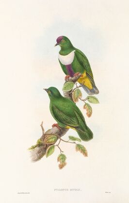 The Birds of New Guinea and the adjacent Papuan islands Pl.59