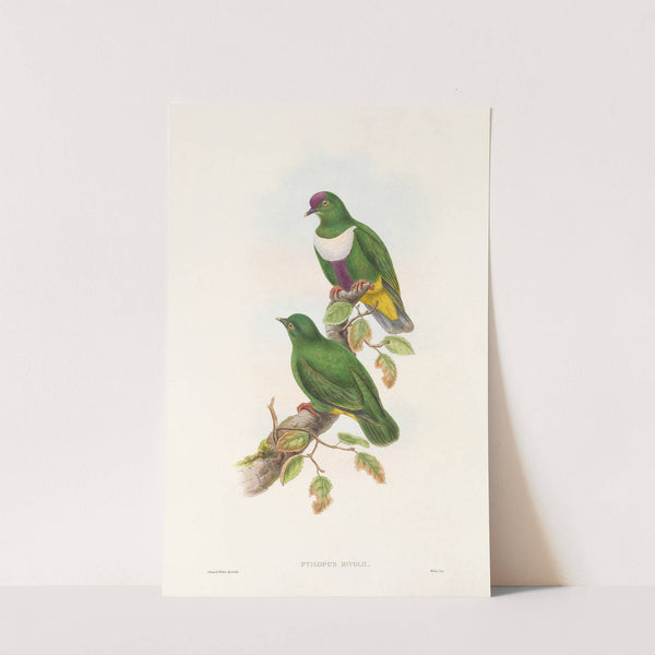 The Birds of New Guinea and the adjacent Papuan islands Pl.59 by John Gould