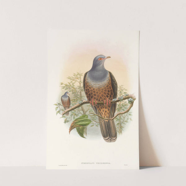 The Birds of New Guinea and the adjacent Papuan islands Pl.60 by John Gould