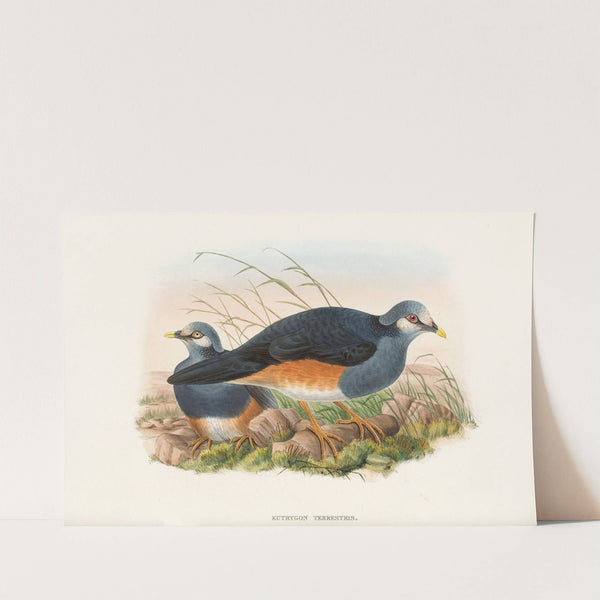 The Birds of New Guinea and the adjacent Papuan islands Pl.62 by John Gould