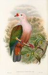 The Birds of New Guinea and the adjacent Papuan islands Pl.63