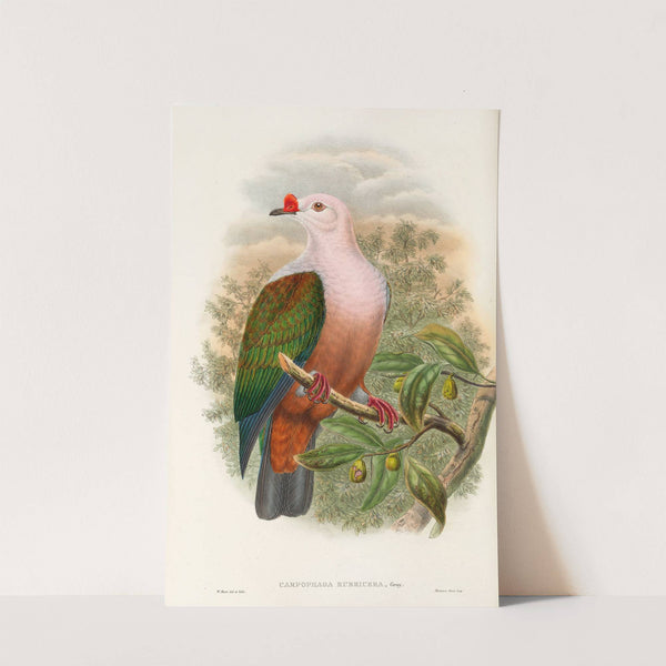 The Birds of New Guinea and the adjacent Papuan islands Pl.63 by John Gould