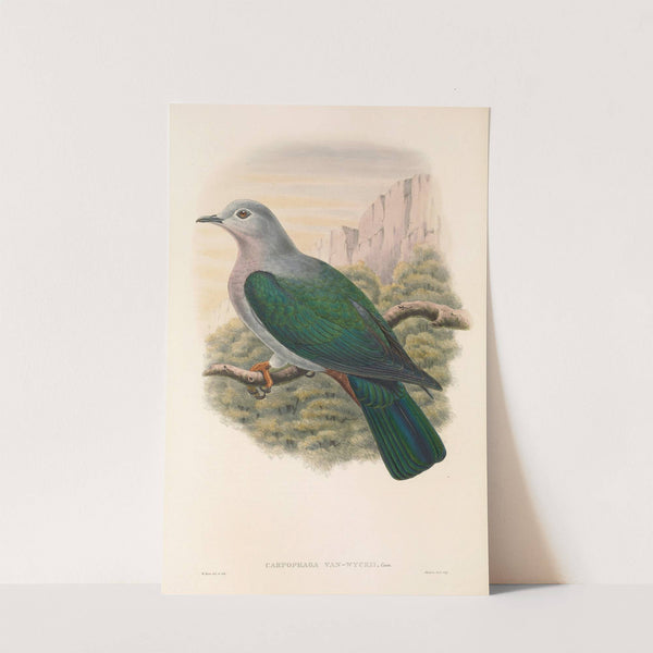 The Birds of New Guinea and the adjacent Papuan islands Pl.64 by John Gould