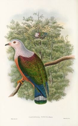 The Birds of New Guinea and the adjacent Papuan islands Pl.65