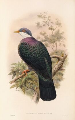 The Birds of New Guinea and the adjacent Papuan islands Pl.67