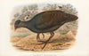 The Birds of New Guinea and the adjacent Papuan islands Pl.68