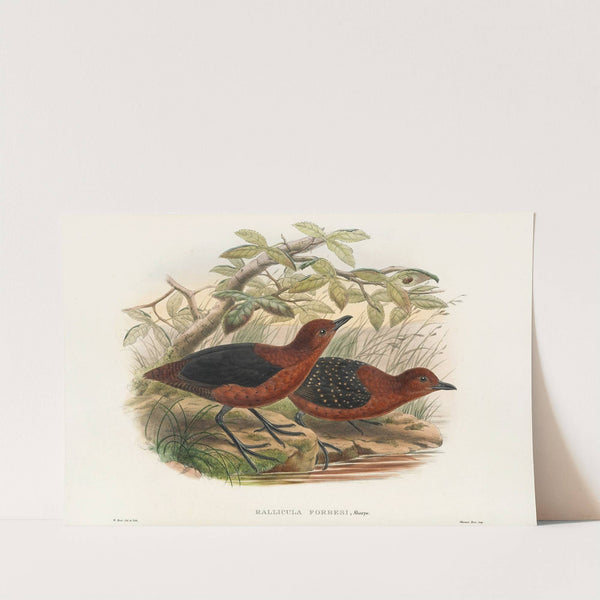 The Birds of New Guinea and the adjacent Papuan islands Pl.70 by John Gould
