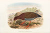 The Birds of New Guinea and the adjacent Papuan islands Pl.71