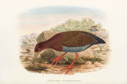 The Birds of New Guinea and the adjacent Papuan islands Pl.71