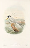 The Birds of New Guinea and the adjacent Papuan islands Pl.72