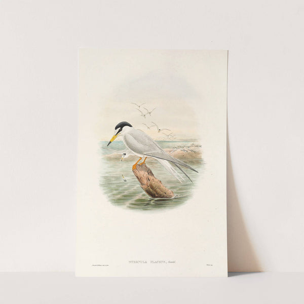 The Birds of New Guinea and the adjacent Papuan islands Pl.72 by John Gould