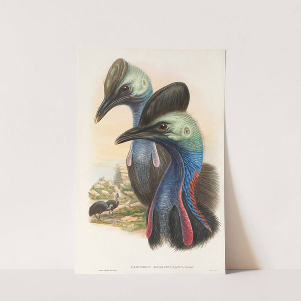 The Birds of New Guinea and the adjacent Papuan islands Pl.73 by John Gould