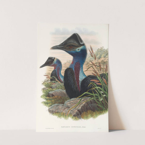 The Birds of New Guinea and the adjacent Papuan islands Pl.74 by John Gould