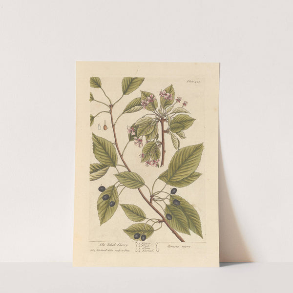 The black cherry by Elizabeth Blackwell