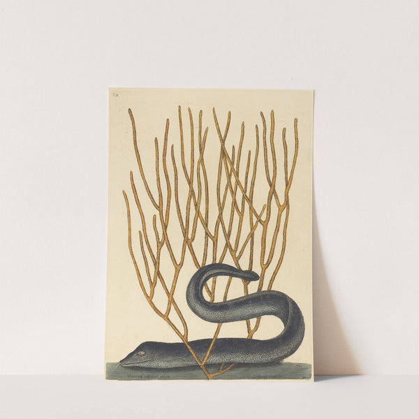 The Black Muray (Muraenae helenae varietas) by Mark Catesby